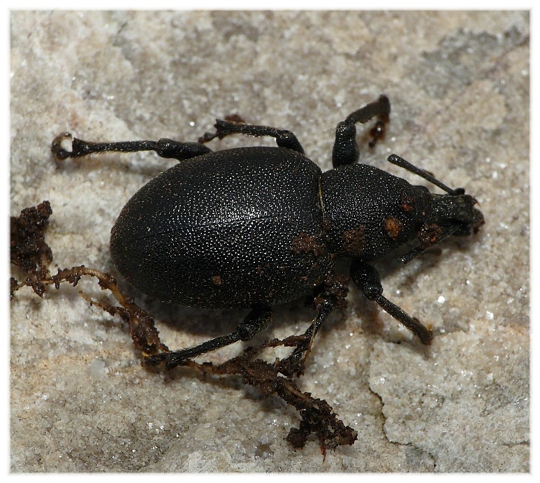 Otiorhynchus del Gargano da determinare
